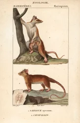 Le sarigue ou opossum et le cayopollin - Eau forte de Jean Gabriel Pretre (1780-1845), grabado por Carnonkel, para el diccionario de ciencias naturales: mamíferos de Frederic Cuvier, editado por Pierre Jean Francois Turpin (1775-1840), publicado por F.G.Le
