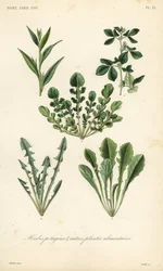 Hortalizas de hoja