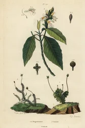 Hepáticas frondosas, Jungermannia epiphylla 1 y Jungermannia asplenoides 2, y nuez de Malabar o adulsa, Justicia adhatoda 3