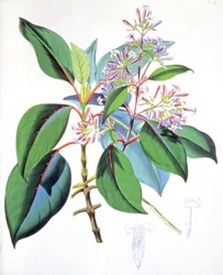 Hojas y flores del árbol de la quina, c.1850 (grabado)