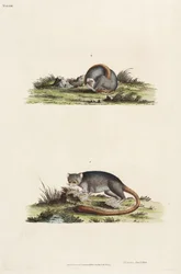 Lémures