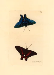 Lepidoptere, visto desde las alas, la parte superior tiene líneas rojas y el reverso en los machos es de color azul, Ancyluris meliboeus -Litografía de Richard Polydore Nodder (1774-1823) publicada en The Naturalist Miscellany