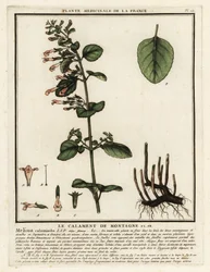 Calaminta menor, Clinopodium nepeta.