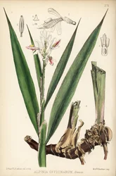 Galanga menor, Alpinia officinarum. Litografía coloreada a mano por Hanhart a partir de una ilustración botánica de David Blair de Robert Bentley and Henry Trimen