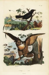 Drongo menor de cola de raqueta, Dicrurus remifer, y búho real, Bubo bubo