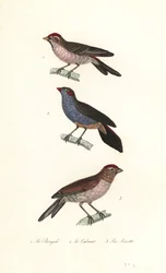 Petirrojo menor, cordoncillo de mejillas rojas y pardillo común.
