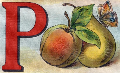 Letra P como melocotón, pera y mariposa. Grabado en "Alphabet de ma petite fille". Bernardin-Bechet y Fils, libreros-editores, París, alrededor de 1895. Álbum irrompible sobre lienzo. Bibliothèque des Bébés. 12 páginas. Álbum que contiene un método de lect