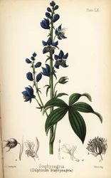 Delphinium staphisagria (Delphinium staphysagria). Litografía coloreada a mano por Charlotte Caroline Sowerby de la Flora Homeopathica de Edward Hamilton, Bailliere, Londres.