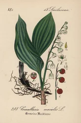 Lirio de los valles, Convallaria majalis. Litografía coloreada a mano de la Flora alemana (Flora von Deutschland) de Diederich von Schlechtendal, Jena.