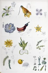 Sistema de lino, c.1850 (grabado)