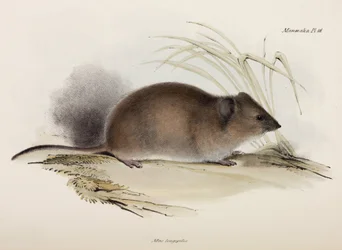 Rata de pelo largo o de la peste, Australia, c 1832-1836
