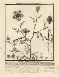 Amor-en-una-niebla. Nigella arvensis.