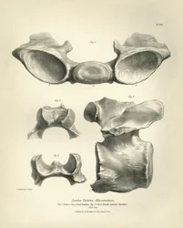 Vértebra lumbar de Macrauchenia, un animal prehistórico, encontrada por Charles Darwin durante su viaje de exploración a bordo del Beagle. The Zoology of the voyage of H.M.S. Beagle under the command of Captain Fitzroy during the years 1832 to 1836 edited 