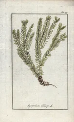 Licopodio en palos o licopodio oficinal (Lycopodium clavatum). Litografía de "Afbeelding der Artseny-Gewassen" de Johannes Zorn (1739-1799), Países Bajos.