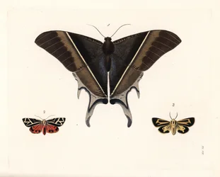 Polilla cola de golondrina de Maclean, Lyssa macleayi 1, polilla del cinabrio, Callimorpha phyllira 2, y polilla tigre de Nais, Apantesis nais 3. Litografía coloreada a mano de la nueva edición de John O. Westwood de "Illustrations of Exotic Entomology" de