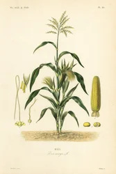 Maíz, Zea mays