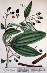 Malabar Cinnamon plant