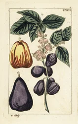 Manzana malaya, Syzygium malaccense.