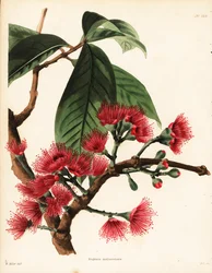 Rosal malayo, Syzygium malaccense (Eugenia malaccensis). Grabado en cobre coloreado a mano por George Cooke a partir de una ilustración de William Miller del Botanical Cabinet de Conrad Loddiges, Hackney, Londres.