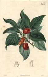 Cornejo macho, rama con fruto. Ilustración de C. Curtis, grabado de Weddell. Eau forte en The Curtis Botanical Magazine, por Samuel Curtis