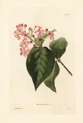 Malpighia glabra. Grabado en cobre coloreado a mano por George Cooke a partir de una ilustración de George Loddiges del Botanical Cabinet de Conrad Loddiges, Hackney, Londres.