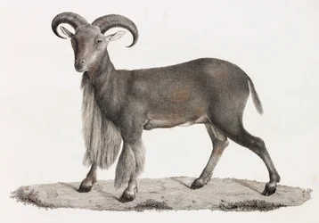 Mamíferos: un carnero de Berbería