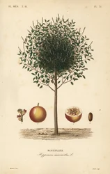 Manzanillo o árbol de manzanilla, Hippomane mancinella, Mancenillier