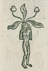 Mandrágora