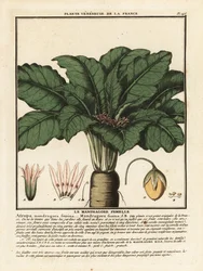 Mandrágora, Mandragora officinalis.