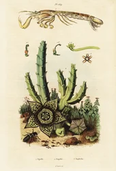 Camarón mantis, flor de estrella y escarabajo.,1834-1839 (grabado)