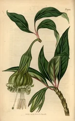 Markea viridiflora (Solandra viridiflora). Grabado en cobre coloreado a mano de la revista Botanical Magazine de Samuel Curtis, Londres.