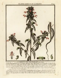 Hierba de los pantanos, Pedicularis palustris.