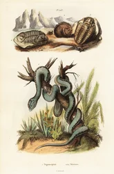 Víbora de pozo de Martinica y trilobites extintos.
