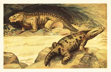 Mastodonsaurus y Pareiasaurus.1908 (litografía)