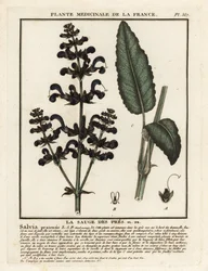 Clary de pradera, Salvia pratensis.