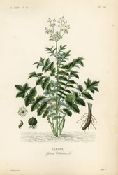 Reina de los prados o ulmaria, Filipendula ulmaria