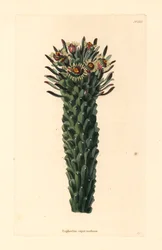 Cabeza de Medusa, Euphorbia caput-medusae. Grabado en cobre coloreado a mano por George Cooke del Gabinete Botánico de Conrad Loddiges, Hackney.