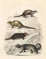 Suricata suricatta 1, mangosta gris de la India Herpestes edwardsii 2, cusimán común Crossarchus obscurus 3 y civeta palmera asiática Paradoxurus hermaphroditus 4. Litografía coloreada a mano del Libro del mundo de Carl Hoffmann, Stuttgart.