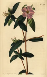 Melastoma osbeckioides. Grabado en cobre coloreado a mano por Weddell a partir de una ilustración de John Curtis de Samuel Curtis