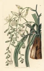 Mexican Soap Herb - Planta jabonera de hojas onduladas, Chlorogalum pomeridianum var. divaricatum (Estrella de Belén rezagada, Ornithogalum divaricatum). Grabado en cobre coloreado a mano por George Barclay a partir de una ilustración de Miss Sarah Drake d