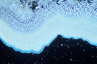 Micrografías (Luz) Sílice coloidal, micrografía de luz