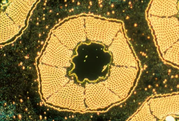 Micrografías (luz) Superconductor de baja temperatura, micrografía de luz