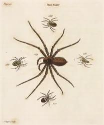Microscopía