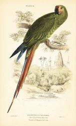 Guacamayo militar, Ara militaris. 1889 (grabado)