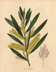 Oruga de las mimosas (Acacia longifolia), arbusto de follaje persistente, de hasta 3 a 6 metros de altura, con inflorescencia en largos epis de color amarillo limón, muy olorosa. Planta originaria de Nueva Holanda (Australia), introducida en Gran Bretaña e