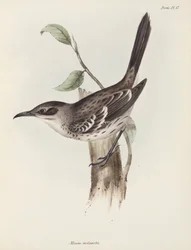 Cenzontle, Islas Galápagos, c 1832-1836