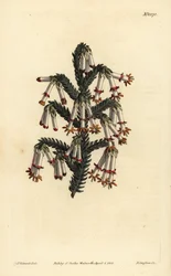Brezo monadelfo, Erica monadelpha