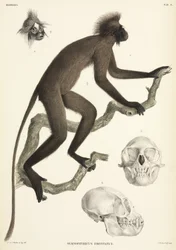 Detalles de mono y calavera, Sumatra, Indonesia
