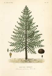 Araucaria o pino chileno, Araucaria araucana