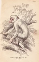 Macaco moro, Macaca maura (Macacus maimon brachyurus). Maimón blanco, que se creía una cría albina. Grabado en acero coloreado a mano por Lizars, según una ilustración de Charles Hamilton Smith de la «Naturalist